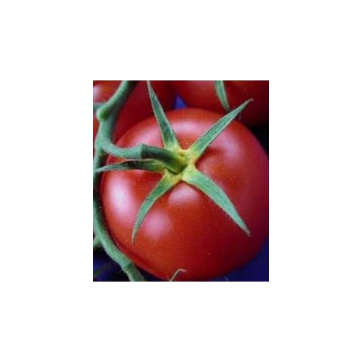 Seminte de tomate Alexandrie F1 Service Plus