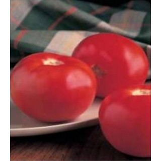 Seminte de tomate Bobcat F1, 1000 seminte