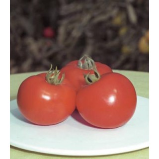 Seminte de tomate extratimpurii Polfast F1