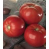 Seminte profesionale de tomate Bella Rosa F1