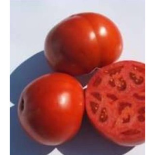 Seminte profesionale de tomate Rovan F1