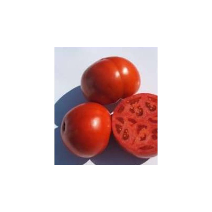 Seminte profesionale de tomate Rovan F1