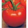 Seminte profesionale de tomate Keren F1