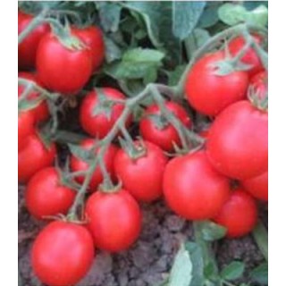 Seminte profesionale de tomate Albarosa F1