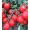 Seminte profesionale de tomate Albarosa F1