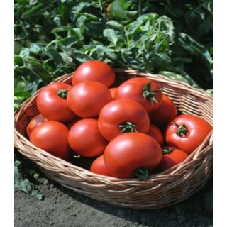 Seminte de tomate Polbig F1, Bejo