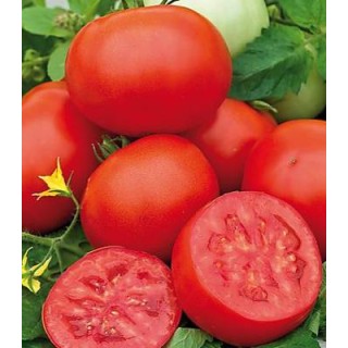 Seminte de tomate Amapola, Agrosel