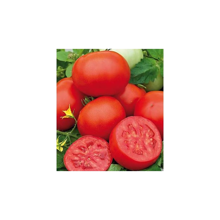 Seminte de tomate Amapola, Agrosel