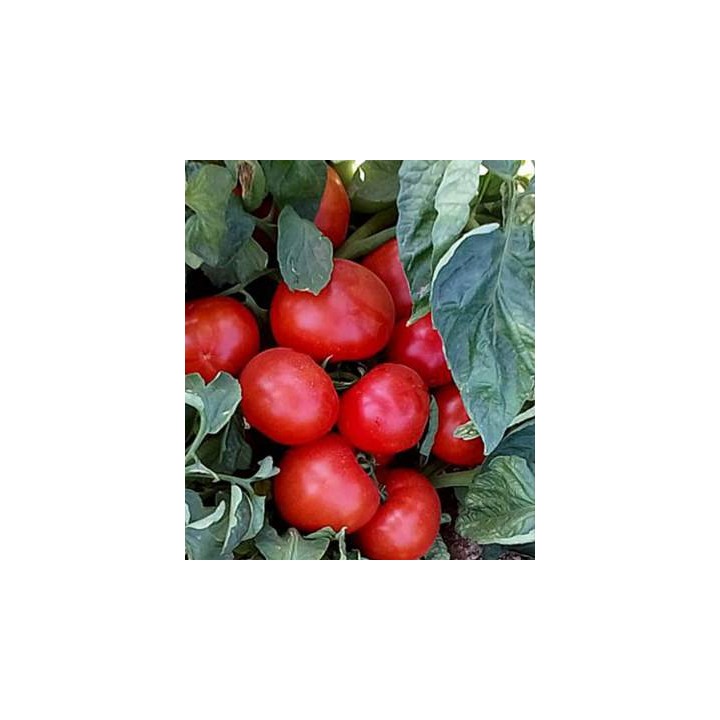 Seminte de tomate de camp Lojain F1