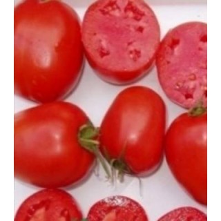 Seminte de tomate Dyno F1, 1000 seminte