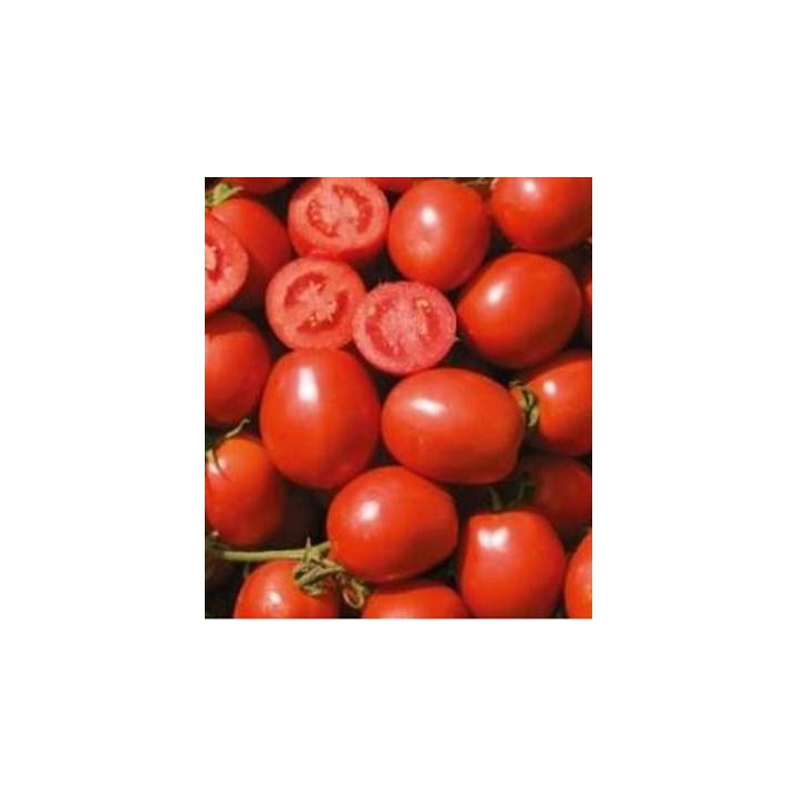 Seminte de tomate Vulcan F1, Nunhems