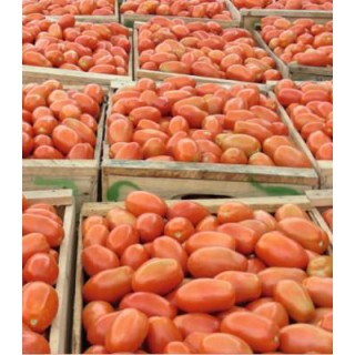 Seminte de tomate Plum Regal F1