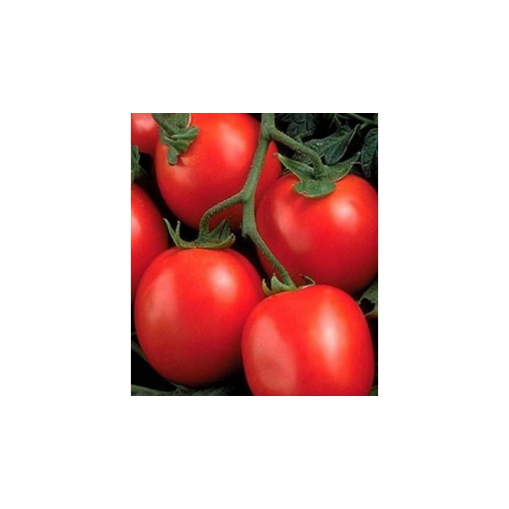 Seminte de tomate Perfectpeel F1