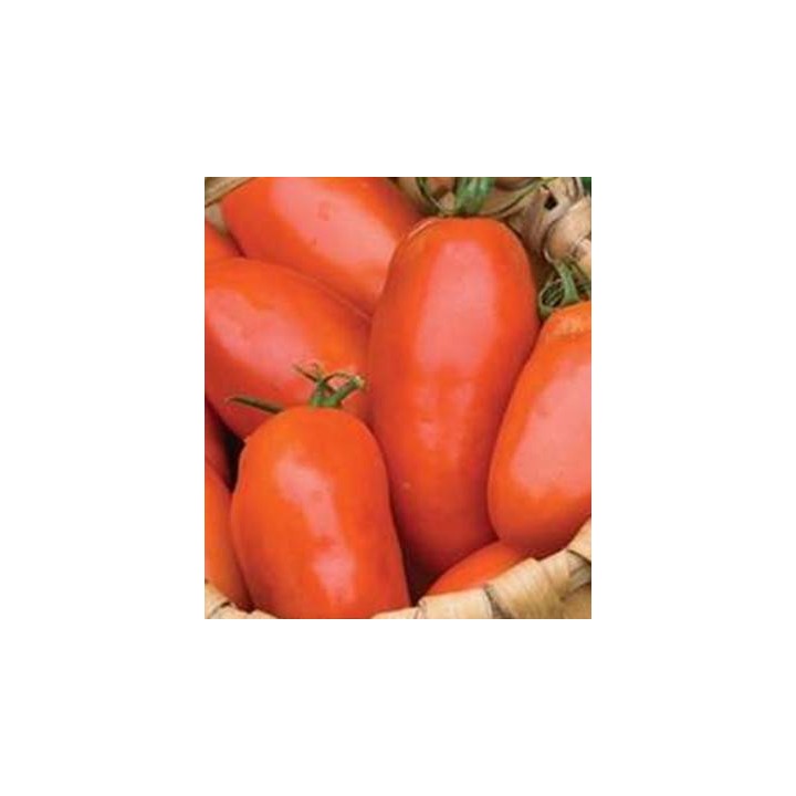 Seminte de tomate de camp Incas F1