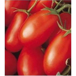 Seminte de tomate Caspar F1, seminis