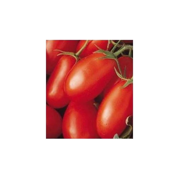 Seminte de tomate Caspar F1, seminis