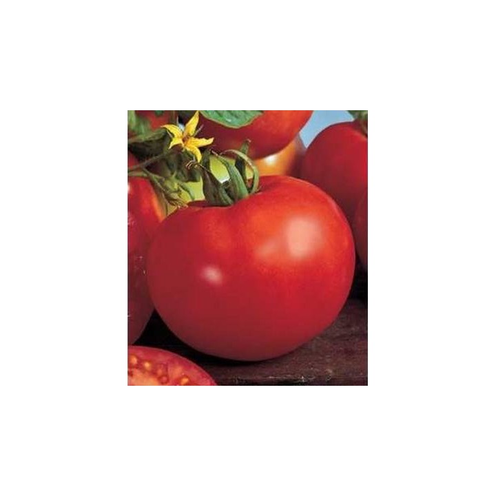 seminte de tomate marissa