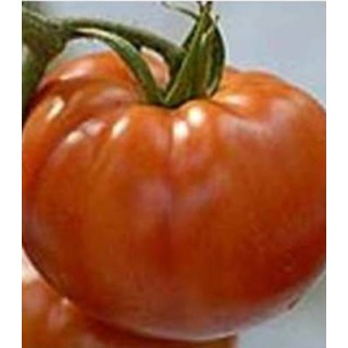 Seminte tomate nedeterminate Aegean F1