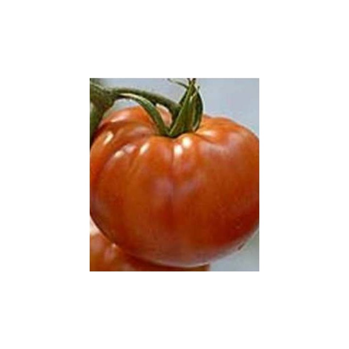 Seminte tomate nedeterminate Aegean F1