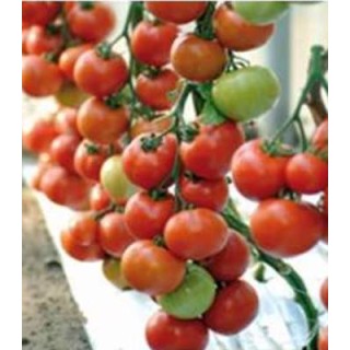 Seminte tomate nedeterminate Arbason F1