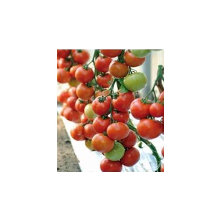 Seminte tomate nedeterminate Arbason F1