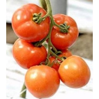 Seminte de tomate Belle