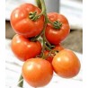Seminte de tomate Belle