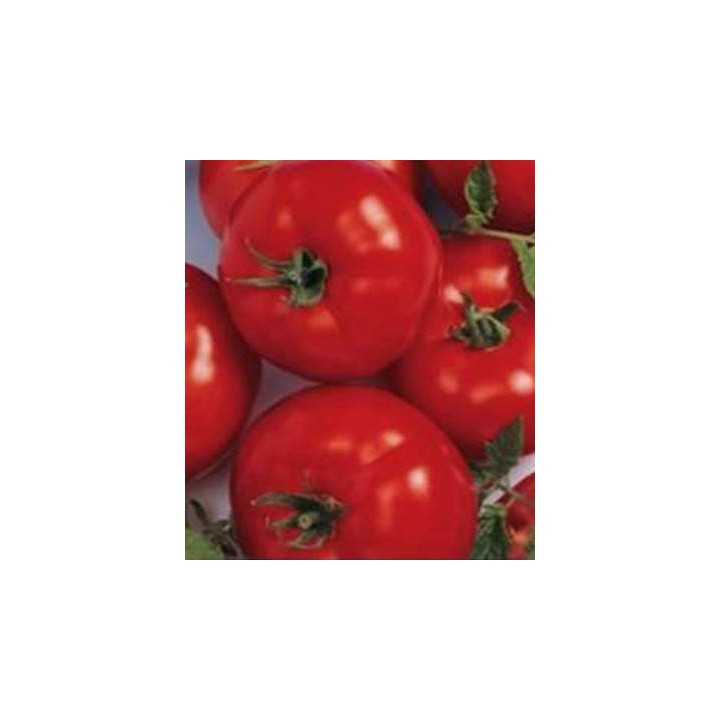 Seminte de tomate Berberana F1, 500 seminte