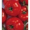 Seminte de tomate Berberana F1, 500 seminte