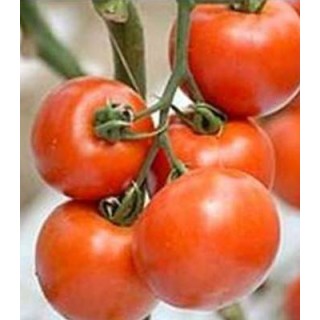 Seminte tomate Elpida F1