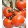 Seminte tomate Elpida F1