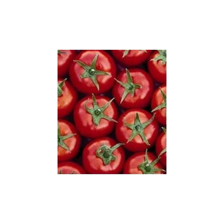 Seminte tomate nedeterminate Mondial F1