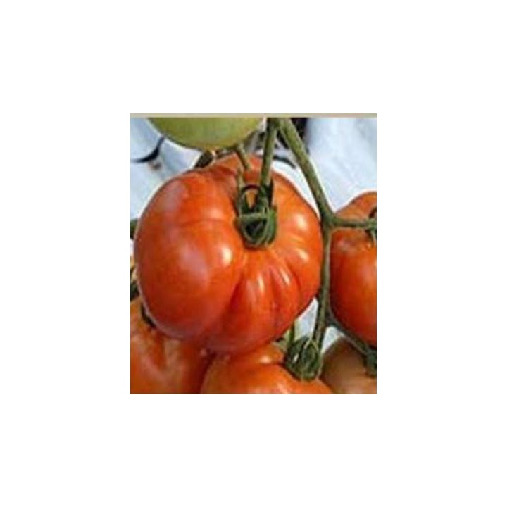 Seminte de tomate Velocity