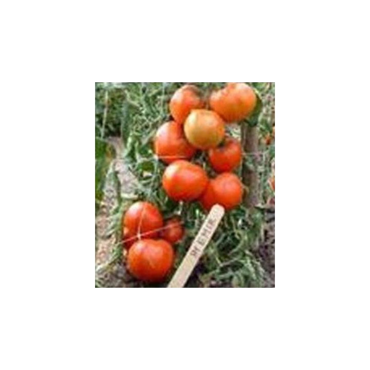 Seminte de tomate nedeterminate Emir F1