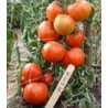 Seminte de tomate nedeterminate Emir F1