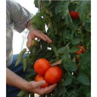 Seminte tomate nedeterminate El Gordo F1