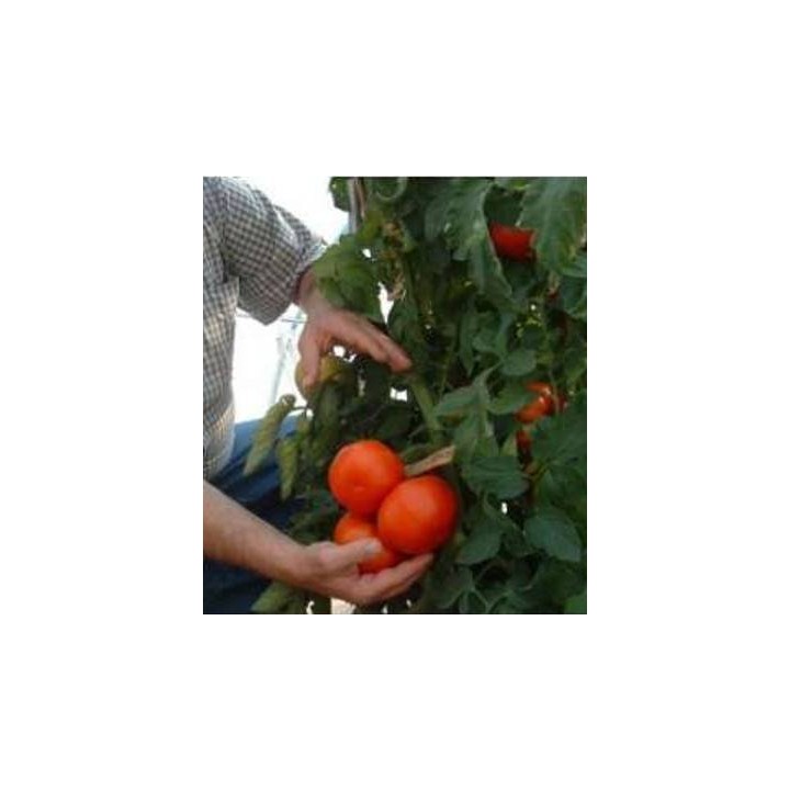 Seminte tomate nedeterminate El Gordo F1