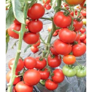 Seminte de tomate Venezia F1