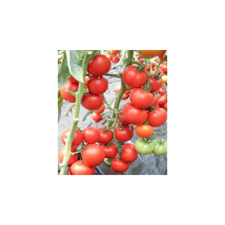 Seminte de tomate Venezia F1