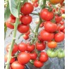 Seminte de tomate Venezia F1