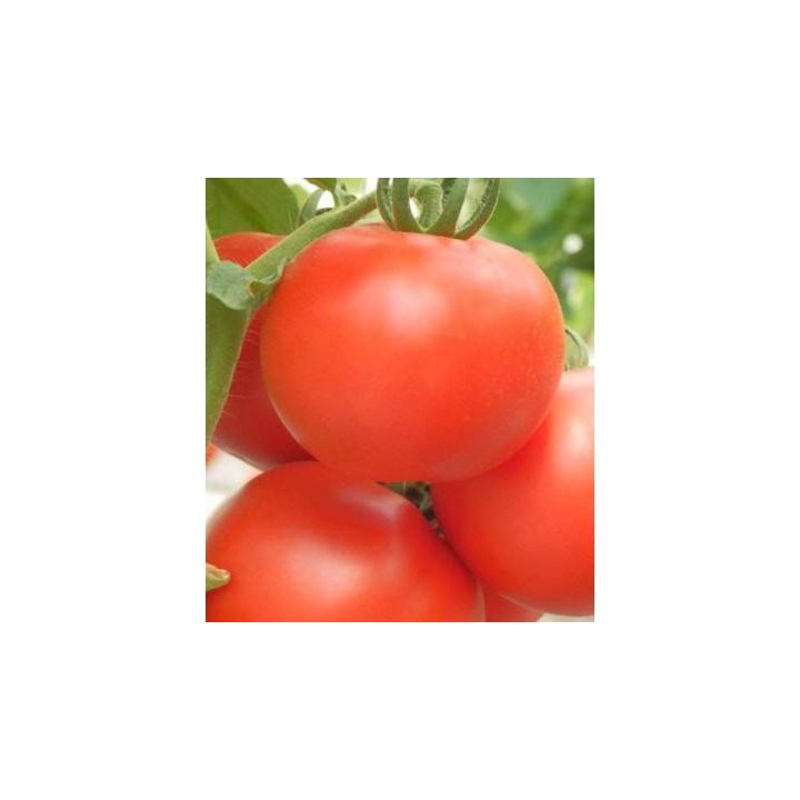 Seminte de tomate Kiveli F1