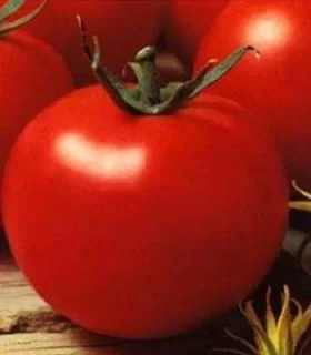 Seminte de tomate Optima F1, 500 seminte