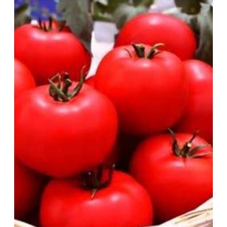 Seminte de tomate Sympathie F1