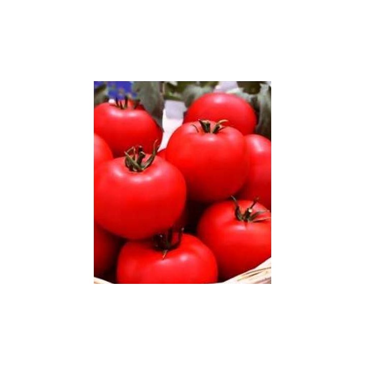 Seminte de tomate Sympathie F1