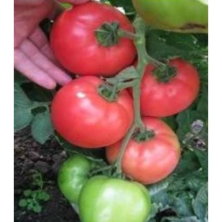 Seminte de tomate roz HTP 11 F1