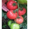 Seminte de tomate roz HTP 11, 500 seminte