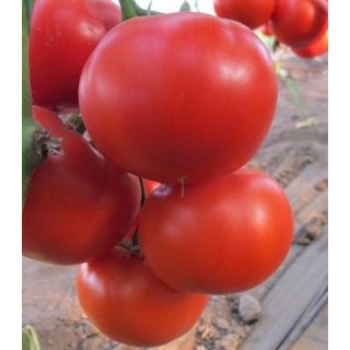 Diagramma F1 seminte de tomate, 500 seminte