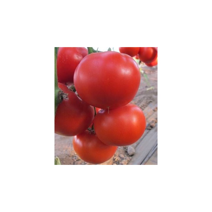 Diagramma F1 seminte de tomate, 500 seminte