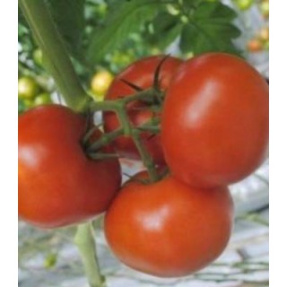 Seminte de tomate Macsin F1, nedeterminate, pentru ciclul II