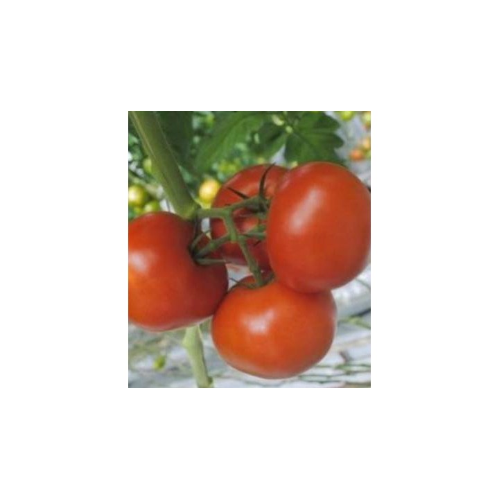 Seminte de tomate Macsin F1, nedeterminate, pentru ciclul II